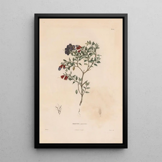 Alexander von Humboldt - Botanique Pl05.webp