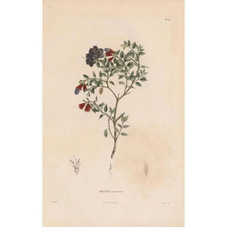 Alexander von Humboldt - Botanique Pl05.webp