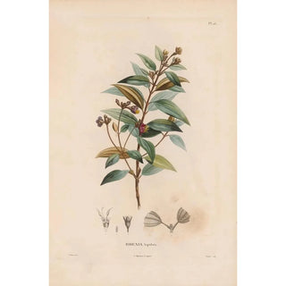 Alexander von Humboldt - Botanique Pl14.webp