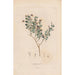 Botanico Pl17 - Alexander von Humboldt — vista dell’opera