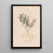 Botanico Pl17 - Alexander von Humboldt — quadro incorniciato alla parete