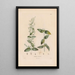 Botanico Pl25 - Alexander von Humboldt — quadro incorniciato alla parete