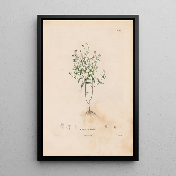 Alexander von Humboldt - Botanique Pl29.webp