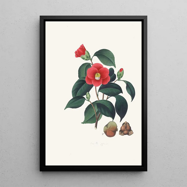 Alfred Chandler - Illustrations and descriptions of the plants which compose the natural order Camellieae Pl01.webp