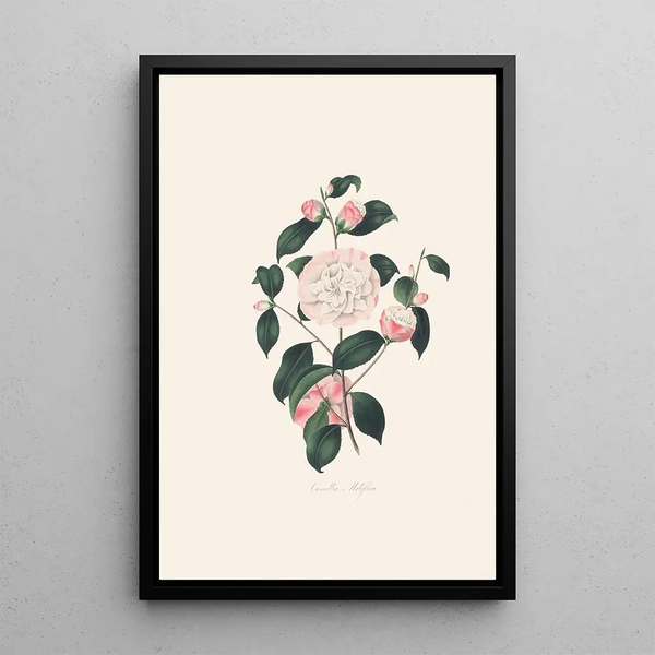 Alfred Chandler - Illustrations and descriptions of the plants which compose the natural order Camellieae Pl02.webp