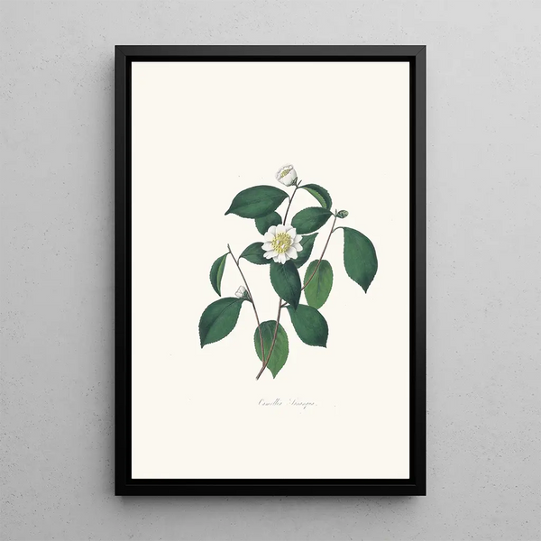 Alfred Chandler - Illustrations and descriptions of the plants which compose the natural order Camellieae Pl05.webp