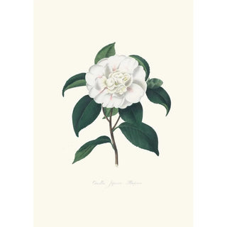 Alfred Chandler - Illustrations and descriptions of the plants which compose the natural order Camellieae Pl09.webp