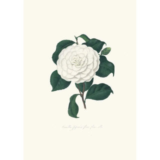 Alfred Chandler - Illustrations and descriptions of the plants which compose the natural order Camellieae Pl11.webp