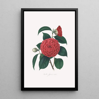 Alfred Chandler - Illustrations and descriptions of the plants which compose the natural order Camellieae Pl12.webp