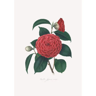 Alfred Chandler - Illustrations and descriptions of the plants which compose the natural order Camellieae Pl12.webp