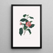 Illustrazioni e descrizioni delle piante che compongono l'ordine naturale delle Camellieae Pl13 - Alfred Chandler
