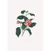 Illustrazioni e descrizioni delle piante che compongono l'ordine naturale delle Camellieae Pl13 - Alfred Chandler