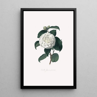 Alfred Chandler - Illustrations and descriptions of the plants which compose the natural order Camellieae Pl15.webp