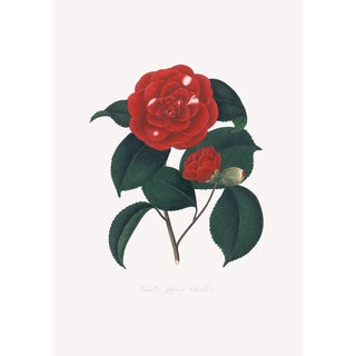 Alfred Chandler - Illustrations and descriptions of the plants which compose the natural order Camellieae Pl16.webp