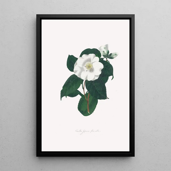 Alfred Chandler - Illustrations and descriptions of the plants which compose the natural order Camellieae Pl17.webp