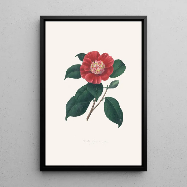 Illustrazioni e descrizioni delle piante che compongono l'ordine naturale delle Camellieae Pl31 - Alfred Chandler