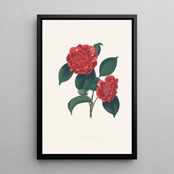 Illustrazioni e descrizioni delle piante che compongono l'ordine naturale delle Camellieae Pl32 - Alfred Chandler