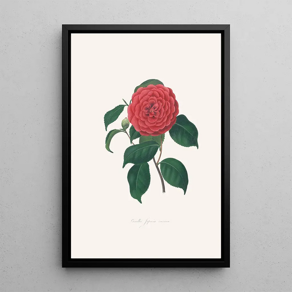 Illustrazioni e descrizioni delle piante che compongono l'ordine naturale delle Camellieae Pl34 - Alfred Chandler