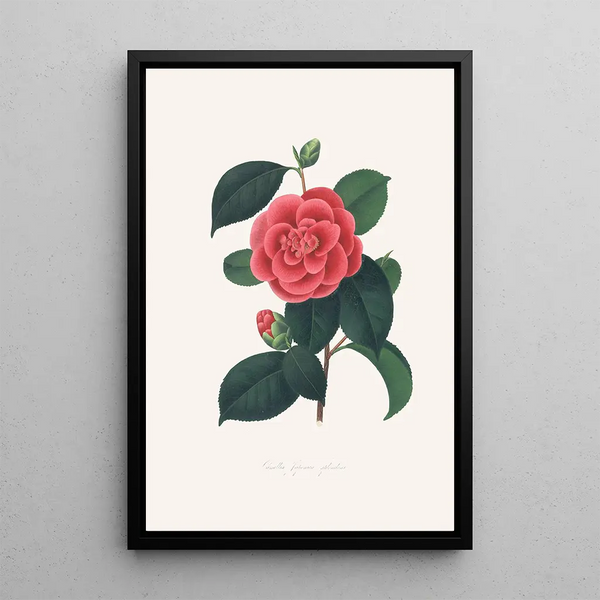 Illustrazioni e descrizioni delle piante che compongono l'ordine naturale delle Camellieae Pl35 - Alfred Chandler