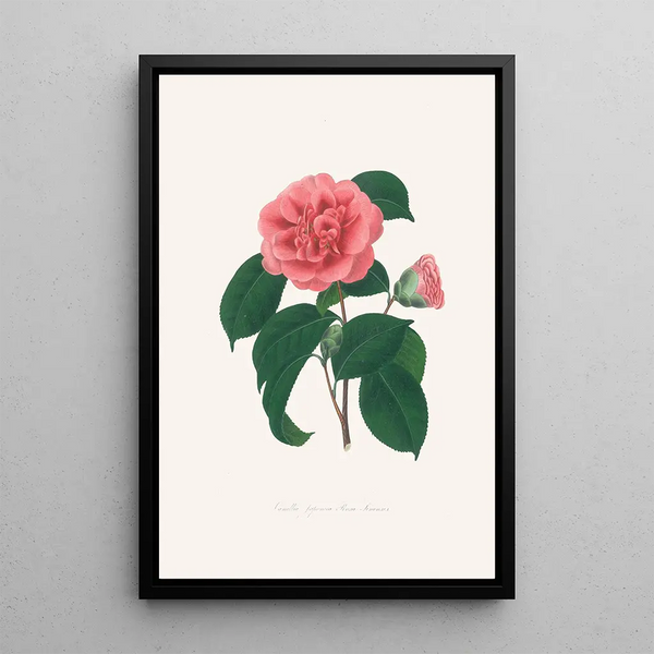 Illustrazioni e descrizioni delle piante che compongono l'ordine naturale delle Camellieae Pl36 - Alfred Chandler