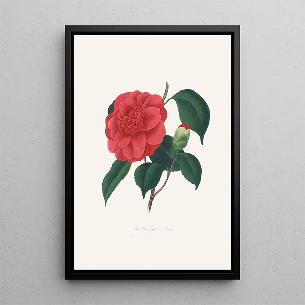 Illustrazioni e descrizioni delle piante che compongono l'ordine naturale delle Camellieae Pl37 - Alfred Chandler