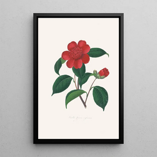Alfred Chandler - Illustrations and descriptions of the plants which compose the natural order Camellieae Pl39.webp