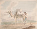 Cammello caricato - Alfred Diston — vista dell’opera