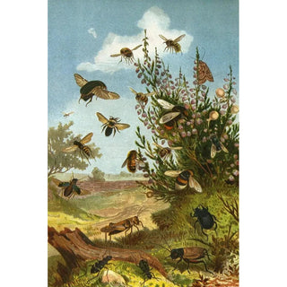 Alfred Edmund Brehm - Die Insekten Tausendfussler und Spinnen Pl 01.webp