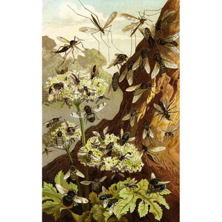 Alfred Edmund Brehm - Die Insekten Tausendfussler und Spinnen Pl 13.webp