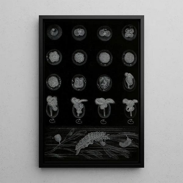 Alfred Frdol - Dveloppement dun Mollusque.webp