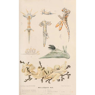 Alfred Frdol - Mollusques nus II.webp