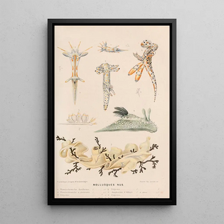 Alfred Frdol - Mollusques nus II.webp