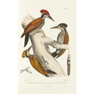 Alfred Malherbe - Monographie des picides pl04.webp