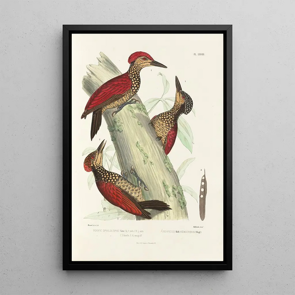 Alfred Malherbe - Monographie des picides pl07.webp