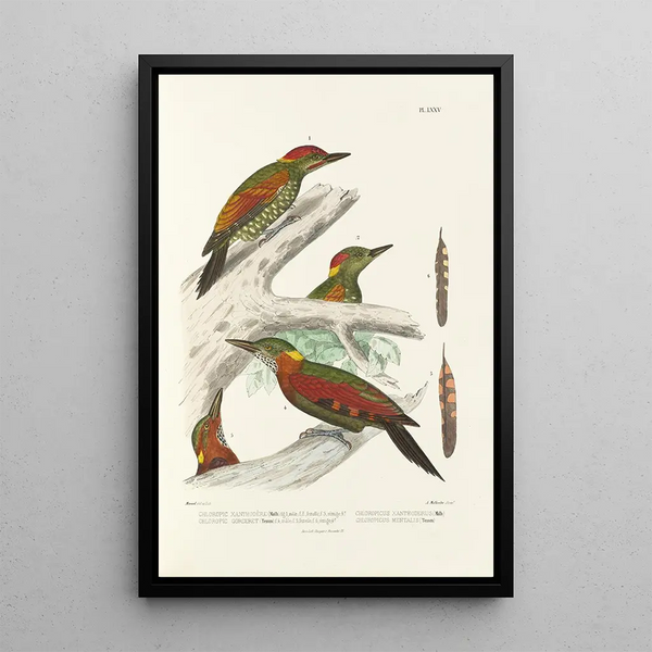 Alfred Malherbe - Monographie des picides pl14.webp