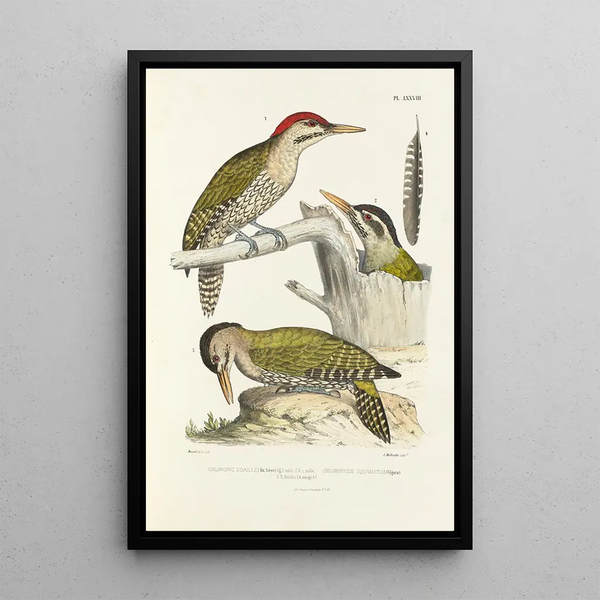 Alfred Malherbe - Monographie des picides pl17.webp