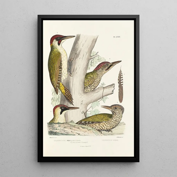 Alfred Malherbe - Monographie des picides pl18.webp
