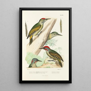 Alfred Malherbe - Monographie des picides pl19.webp