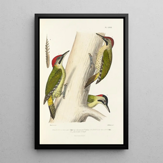 Alfred Malherbe - Monographie des picides pl21.webp