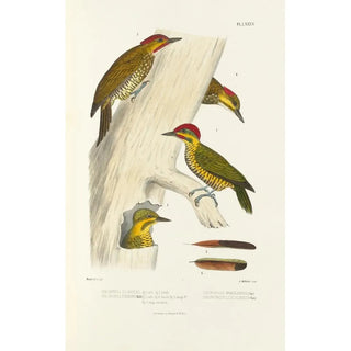 Alfred Malherbe - Monographie des picides pl24.webp