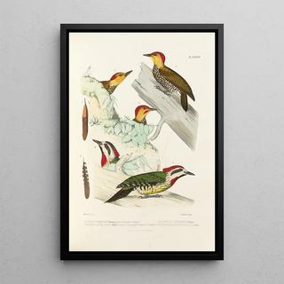 Alfred Malherbe - Monographie des picides pl25.webp