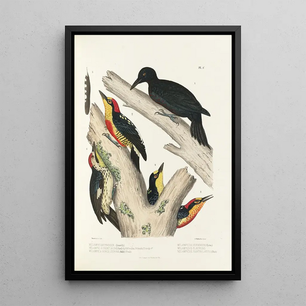 Alfred Malherbe - Monographie des picides pl29.webp
