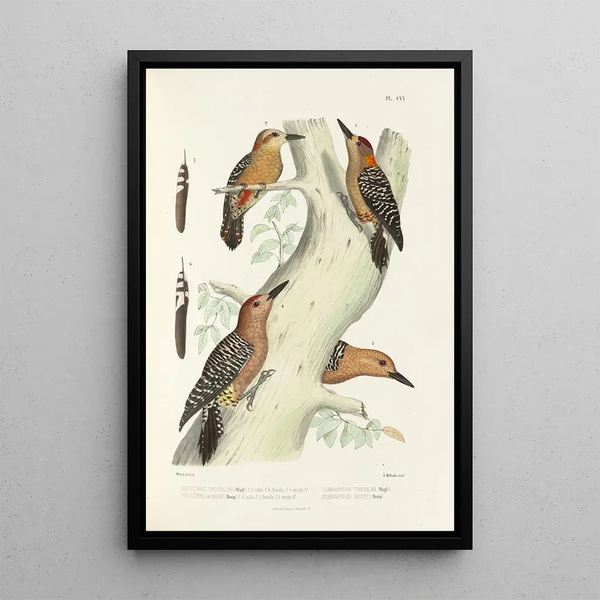 Monografia dei picidi pl35 - Alfred Malherbe — quadro incorniciato alla parete