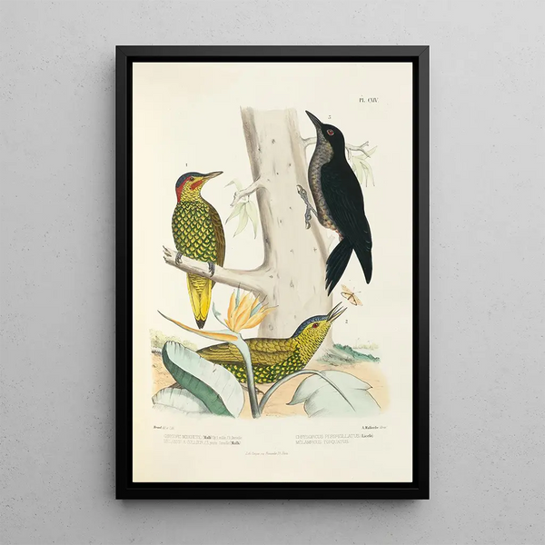 Monografia dei picidi pl43 - Alfred Malherbe — quadro incorniciato alla parete