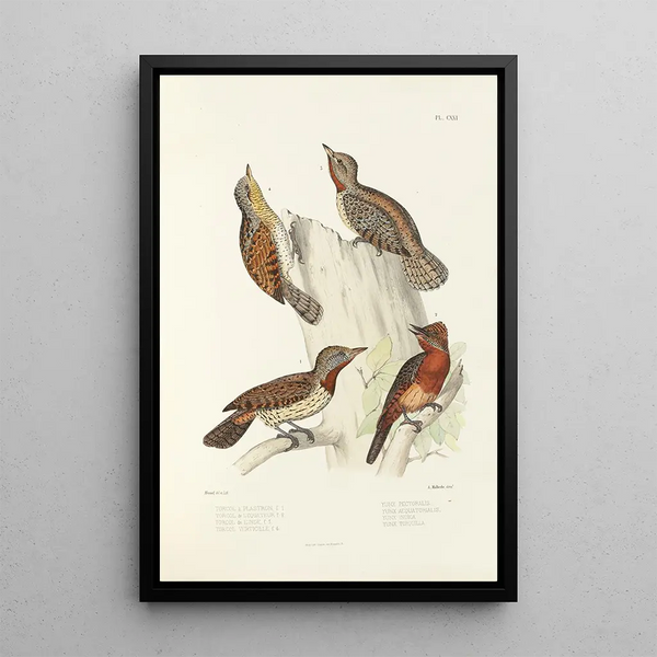Monografia dei picidi pl50 - Alfred Malherbe — quadro incorniciato alla parete
