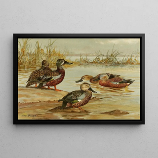 Allan Brooks - Australian Shoveller South African Shoveller Red Shoveller.webp