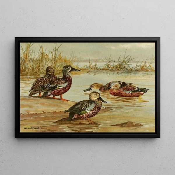 Allan Brooks - Australian Shoveller South African Shoveller Red Shoveller.webp