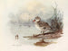 Cigno sibilante - Allan Brooks — vista dell’opera