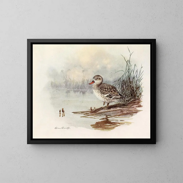 Cigno sibilante - Allan Brooks — quadro incorniciato alla parete