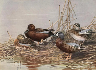 Canard siffleur à ailes bleues - Allan Brooks — vista dell’opera